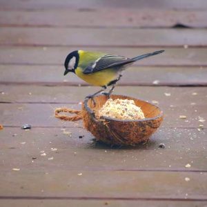 Wild Bird Food and Treats